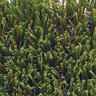 Bella Cascade Elite Synthetic Turf 76 oz. Face Weight (104 oz. Total) 1-7/8 in. Emerald Green/Forest Green Blades Dry Yellow/Fern Green Thatching