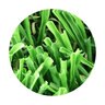 Bella Park Royal Synthetic Turf 71 oz. Face Weight (99 oz. Total) 1-3/4 in. Emerald Green/Field Green Blades Dry Yellow/Forest Green Thatching