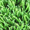 Bella Park Royal Synthetic Turf 71 oz. Face Weight (99 oz. Total) 1-3/4 in. Emerald Green/Field Green Blades Dry Yellow/Forest Green Thatching