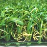 Bella Elite Play Synthetic Turf 76 Face Weight (107.5 oz. Total) 1-3/8 in. Field Green/Olive Green Blades Dry Yellow/Forest Green Thatching