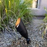 Black Diamond Directional Light w/ MR16 ECOSTAR 4W 2700K 30Deg Lamp