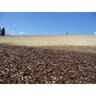 ECB Verdyol Biotic Earth Black Hydromulch 50 lb. Bag