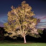 FX XA ZDC Accent Light Bronze Finish 21W RGBW 60 Deg LED