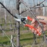 Felco One-Handed Pruning Shear High Performance Classic Model