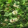 LESCO White Clover Seed (500 gm Bag)