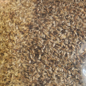 LESCO Western Wildflower Mix 1 lb. bag