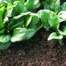 Garden Soil Mix (BC) Bulk (per cu. yd.)