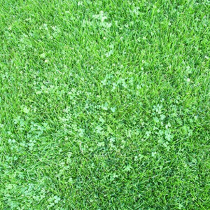 Micro Clover Seed (500 g/1.1 lb.)
