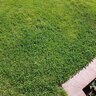Micro Clover Seed (500 g/1.1 lb.)
