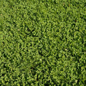 Sheep Fescue and Micro Clover Blend (1 kg/2.2 lbs)