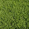 Sheep Fescue and Micro Clover Blend (1 kg/2.2 lbs)