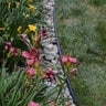 Dimex EdgePro ProLip Poly Landscape Edging (NO Stakes) Black