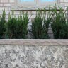 Tread Flint Sandstone Rockface 4 Sides 2 in. x 14 in. x 72 in.