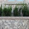 Tread Flint Sandstone Rockface 4 Sides 2 in. x 12 in. x 72 in.