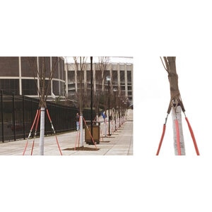 GCS Treestrap Beige Green 1 in. x 18 ft.