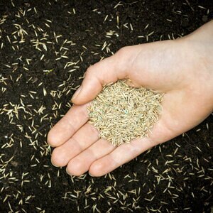 LMT Custom Lawn Seed Mix (Sold per kg)
