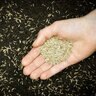 LMT Custom Lawn Seed Mix (Sold per kg)