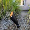 Brilliance Metal Works Eco Bullet Light Blackened Brass 4W LED 350 Lumens 2700K 30 Degree