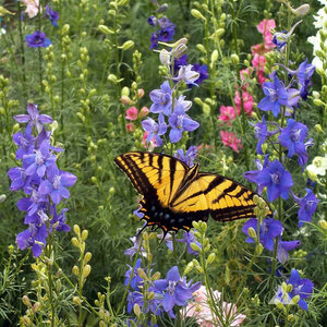 LESCO Bird & Butterfly Wildflower Mix 1 lb. bag