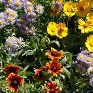 LESCO Bee Feed Wildflower Mix 1 lb. bag
