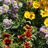LESCO Bee Feed Wildflower Mix 1 lb. bag