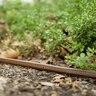 Rain Bird XFDe Series 17 mm Dripline 0.9 GPH 12 in. Spacing 250 ft. (Sold per Roll)