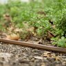 Rain Bird XFDe Series 17 mm Dripline 0.6 GPH 12 in. Spacing 250 ft. (Sold per Roll)