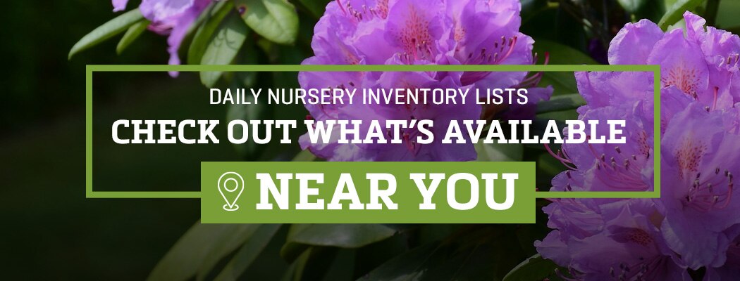 Nursery Availability