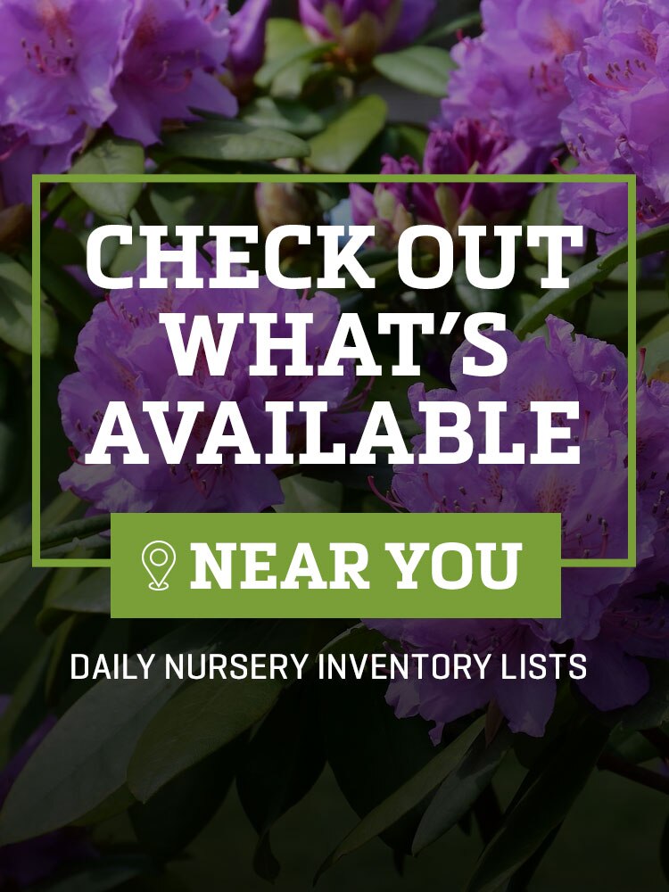 Nursery Availability