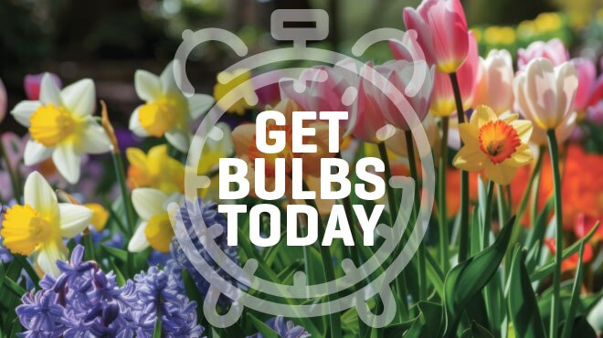 Spring Bulbs