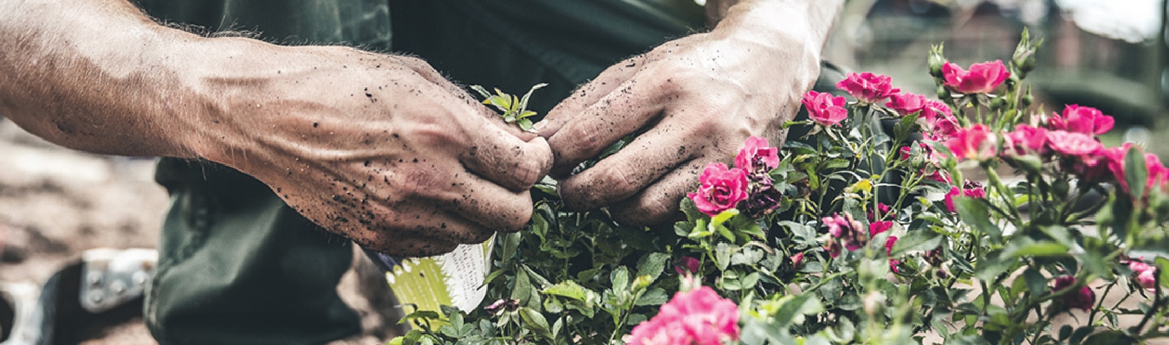 Close up of hands planting a rose bush