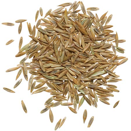 seed