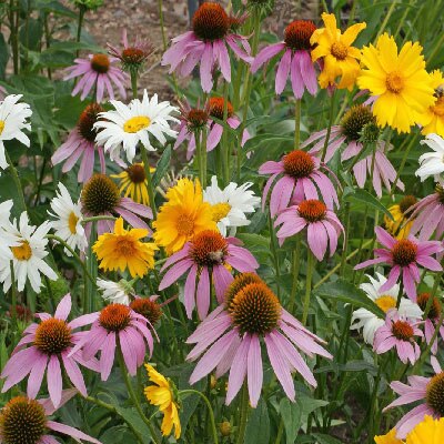 wildflower seed