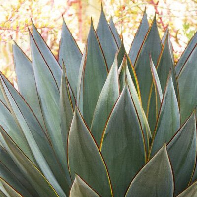 succulents
