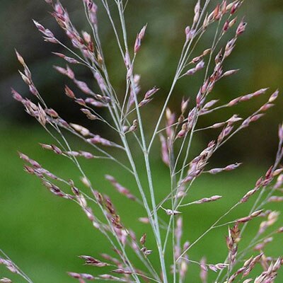 native & naturalized seed