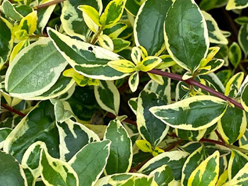 Shrubs