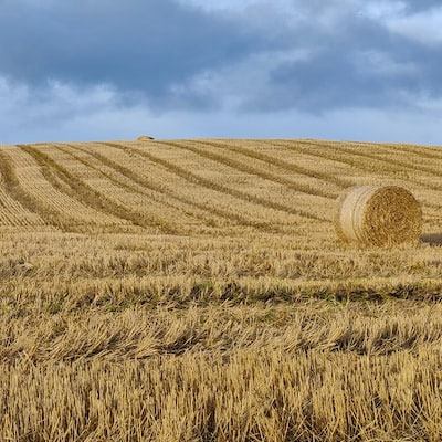 forage seed