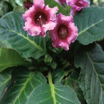 tropicals