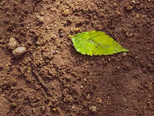 Soil