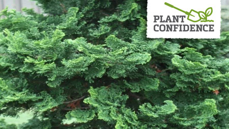 plant confidence