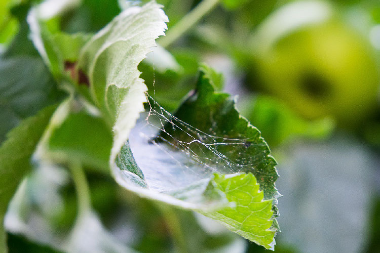 Tratamiento y prevención de las infestaciones de ácaros araña