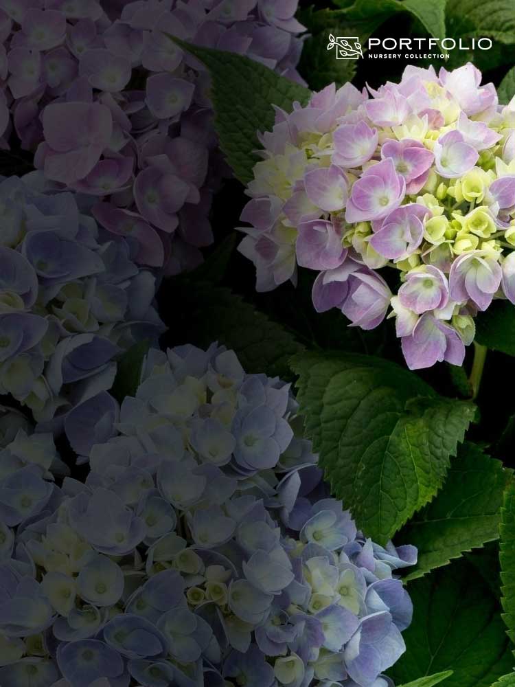 PREMIUM QUALITY PLANTS