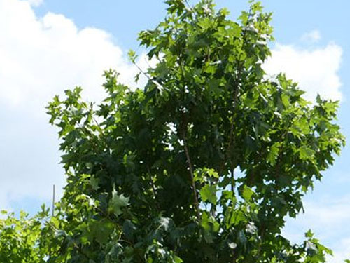 Trees
