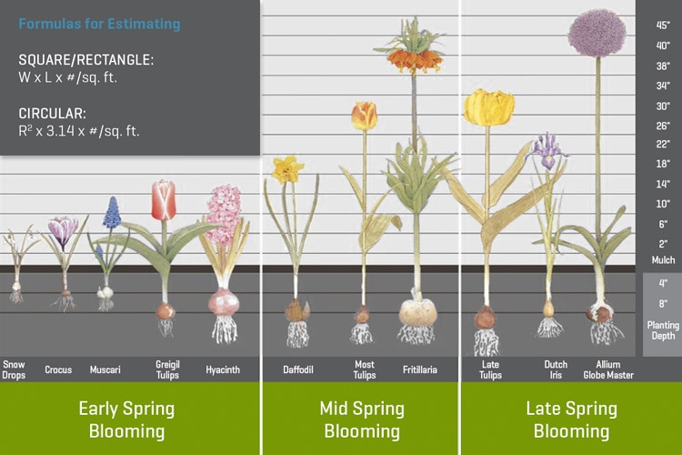 Bulb Planting Tips for the Fall - SiteOne