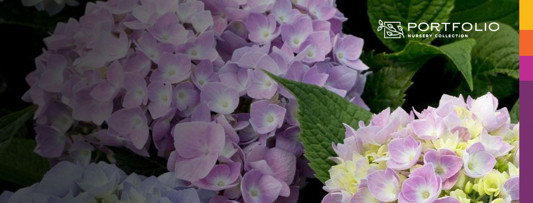 PREMIUM QUALITY PLANTS