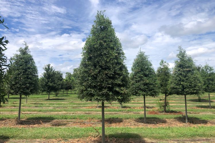 How-to-Prune-Correctly-and-Mistakes-to-Avoid