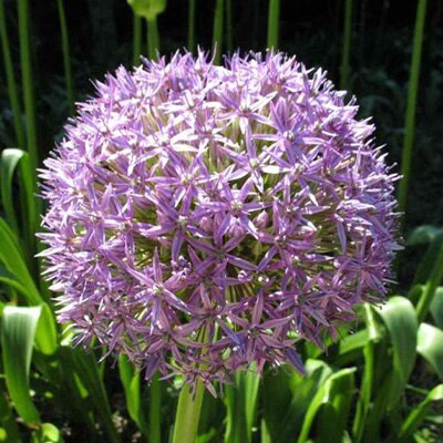 landscape bulbs and seed