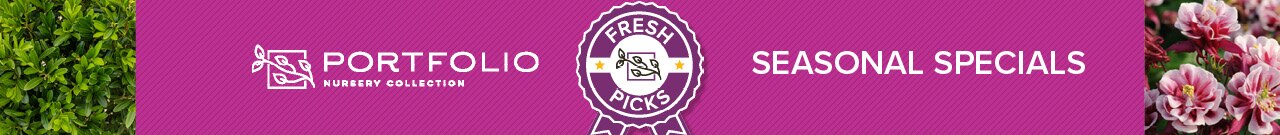 Fresh Picks