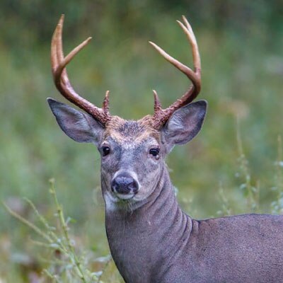 deer & wildlife seed