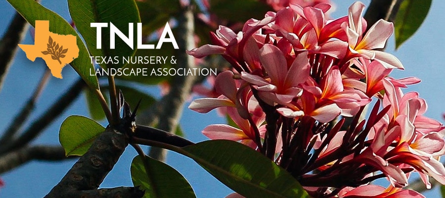 TNLA